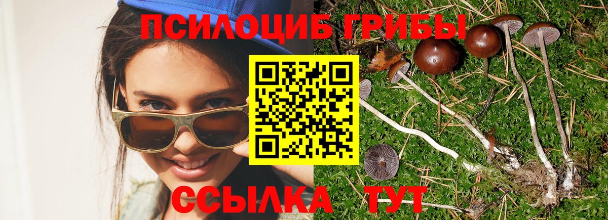 Бор  Псилоцибиновые грибы Psilocybe  Вход с VPN  Псилоцибиновые грибы мицелий 